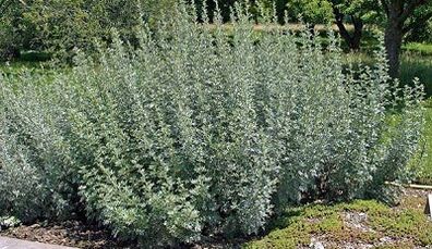 Nola kendu parasitoak gorputzetik belarrez