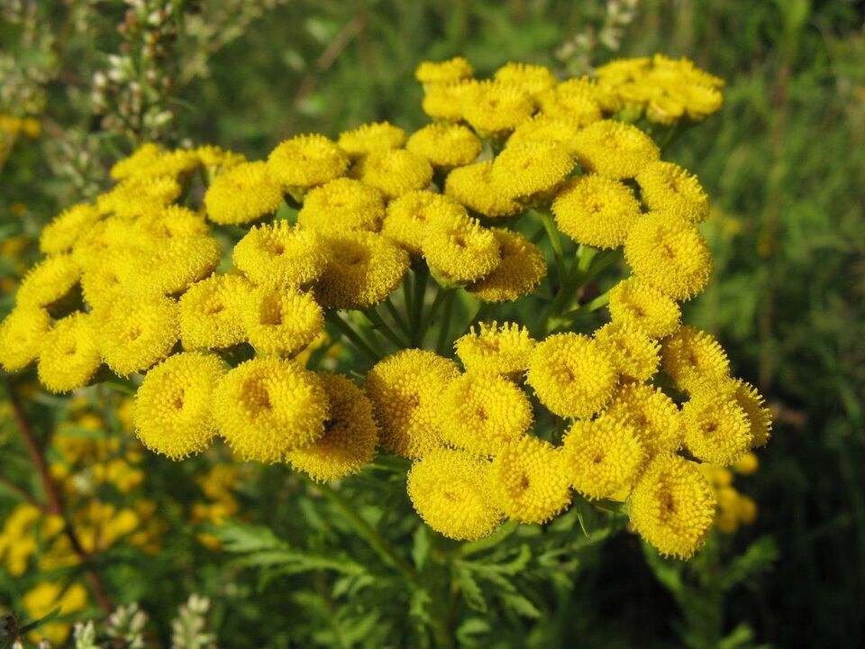 tansy parasitoen aurka