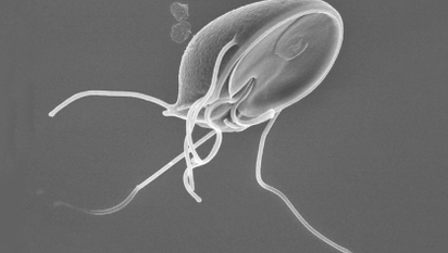 Larba parasitoa