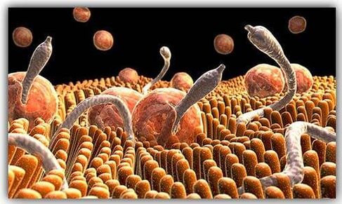 parasitoak gorputz barruan